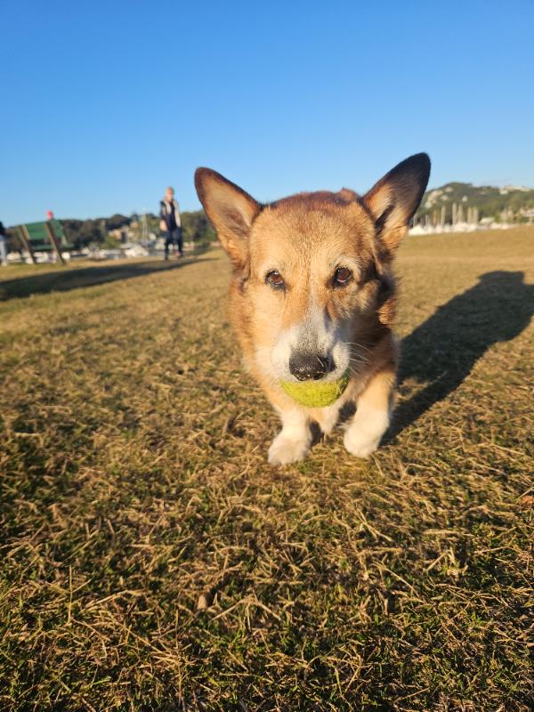 Charlie vicious on a walk