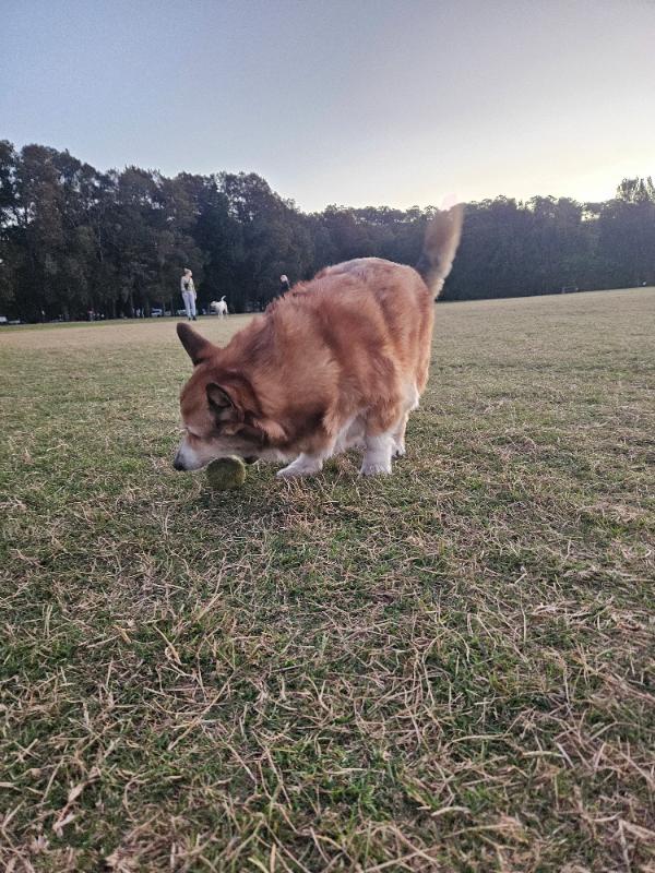 Charlie on a walk
